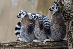 lemur monkey family photo