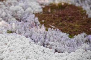 moss covered field close-up photo
