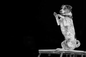 circus dog in b and w photo