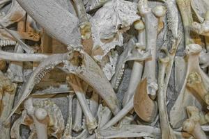 animals bones detail photo