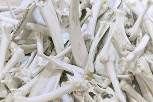 animals bones detail photo