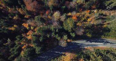 aérien vue de le route dans le forêt video