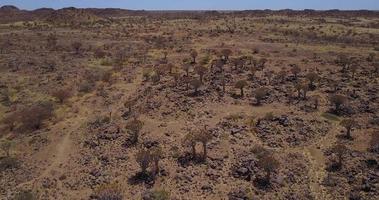 trembler des arbres de namibie, unique la nature video