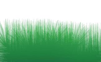 Green grass border on isolated white background Vector Illustration
