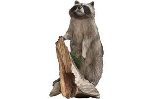 Cute raccoon isolated in a removable background, Procyon Bandit photo