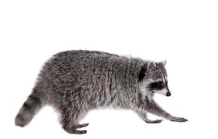 Cute raccoon isolated in a removable background, Procyon Bandit photo