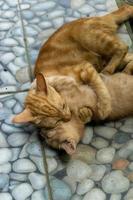 white and orange kitten. two different cat playing and running outdoors. photo