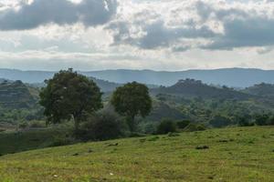 Close up of trees on the top of the hill. Green hills and trees at aceh besar, Indonesia. photo