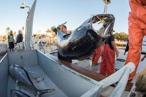 SAN DIEGO, USA - NOVEMBER 17, 2015 - fishing boat unloading tuna at sunrise photo