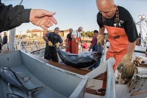 SAN DIEGO, USA - NOVEMBER 17, 2015 - fishing boat unloading tuna at sunrise photo