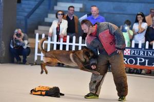 Génova, Italia - mayo 21 2016 - anual público internacional perro espectáculo foto