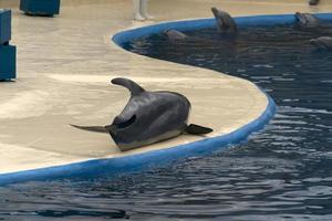 MADRID, SPAIN - APRIL 1 2019 - The dolphin show at aquarium zoo photo