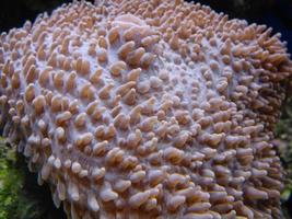 Hard coral macro photo