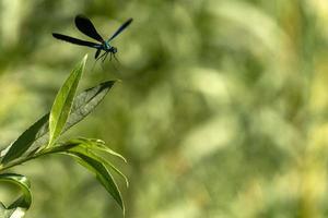 Open wings blue dragonfly macro photo