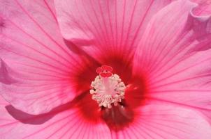 un flor pistilo en el rosado fondo foto