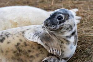 gris sello en Reino Unido foto