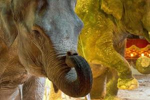 Circus Elephant shiow photo