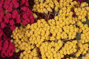 dried flower arrangement photo