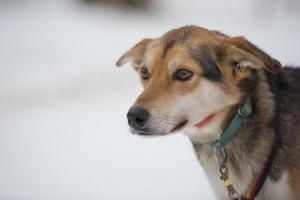 husky dog in finland photo