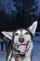 husky dog in finland photo