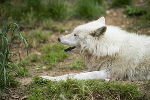 white wolf howling photo