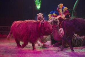 circus yak show photo