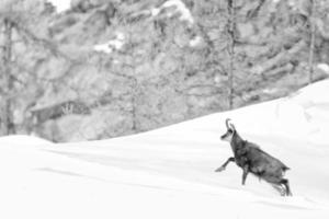 Chamois deer in the snow background photo