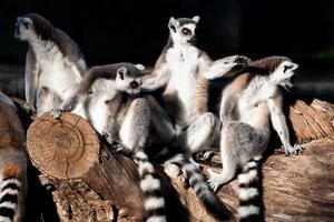 lemur monkeys together photo