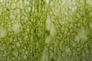 Natural fruit and vegatable texture, courgette photo