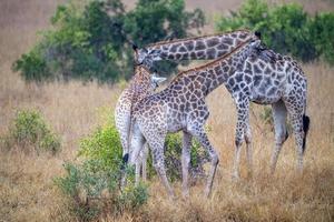 Giraffe in Kruger national park, South Africa Giraffa camelopardalis family of Giraffidae portrait photo