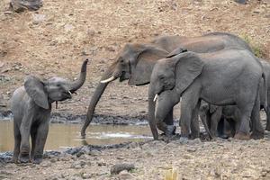 Family of African elephant in the Kruger National Park, South Africa AT THE POND photo