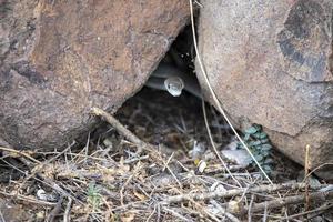 black mamba snake kruger National Park, South Africa photo