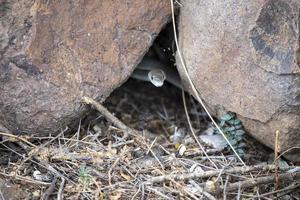 negro tipo de serpiente venenosa serpiente kruger nacional parque, sur África foto