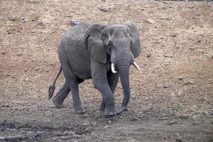 africano elefante en el kruger nacional parque, sur África foto
