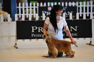 GENOA, ITALY - MAY 21 2016 - Annual public international dog show photo