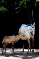 long horns african anthelope portrait photo