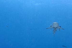 Grey shark ready to attack underwater photo