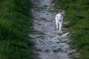 white cat on grass background photo