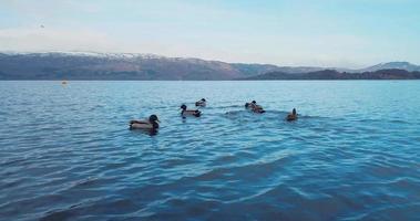 aereo Visualizza di lago lomondo, natura Scozia video