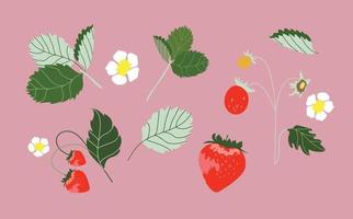 Set of isolated illustrations of strawberries. Red berries, flowers and green leaves. Strawberry. Collection of modern hand drawn vector illustrations for web, print design.