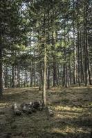 tarde invierno en el bosque en el montaña de tara en serbia foto