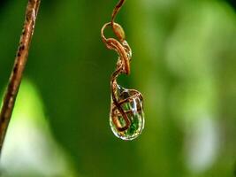 Large beautiful drops of transparent rain water on a green leaf macro. Droplets of water sparkle glare in morning sun . Beautiful leaf texture in nature. Natural background, free space. photo