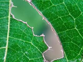 Hollow leaves are eaten by insects macro. Beautiful leaf texture in nature. Natural background, free space. photo