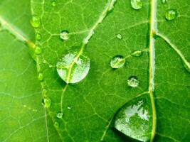 grande hermosa gotas de transparente lluvia agua en un verde hoja macro. gotas de agua brillar destello en Mañana Dom . hermosa hoja textura en naturaleza. natural fondo, gratis espacio. foto