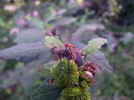 Insects are eating the leaves macro photo