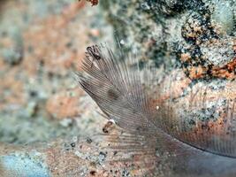 bird feathers macro. Nature background with free space. photo