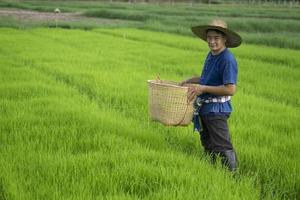 Asian farmer is  at paddy field, holds basket to get rid of grass or weeds in rice field by hands. Concept , Agricultural occupation. Organic farming. No chemical using. Use natural ways. Thai farmer. photo