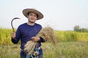 hermoso asiático masculino granjero vestir sombrero, sostiene hoz y cosechado arroz plantas a arrozal campo. concepto, agricultura ocupación, granjero crecer orgánico arroz. tailandés agricultor. foto