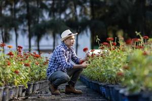 asiático jardinero es corte zinnia flores utilizando podadera para cortar flor negocio con Copiar espacio foto
