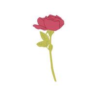 Vector branch of pink rose isolated on a white background.